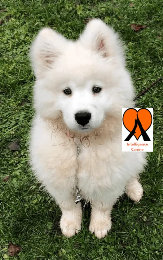 images de chiens 