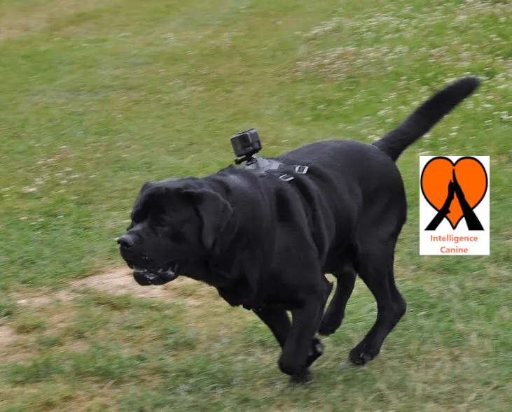 images de chiens 