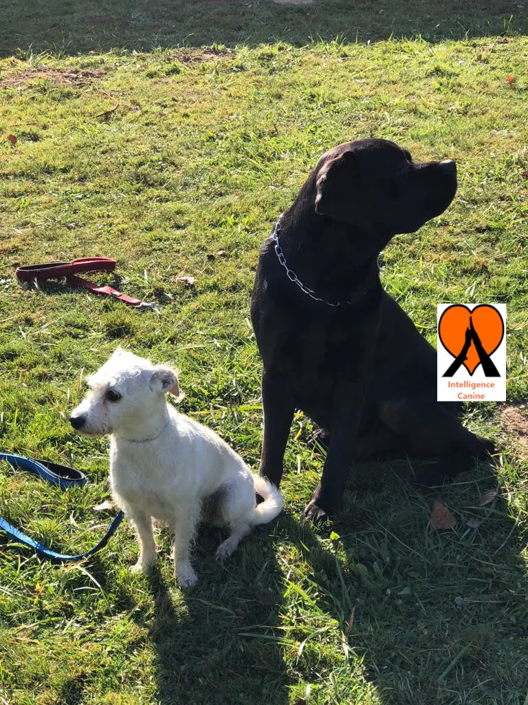 images de chiens 