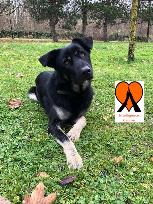 images de chiens 
