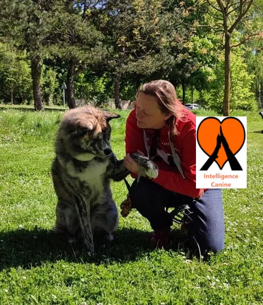 images de chiens 