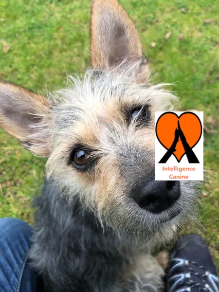 images de chiens 