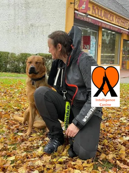 images de chiens 