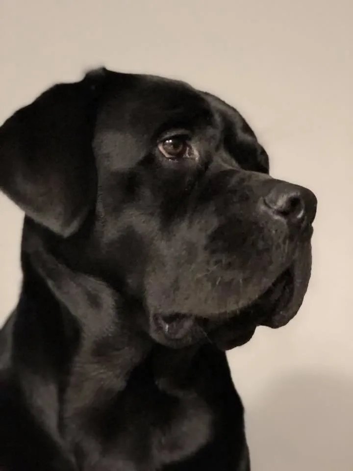 images de chiens 