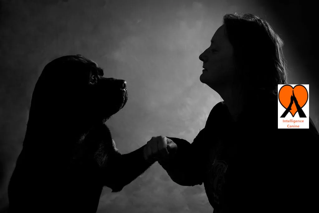 images de chiens 
