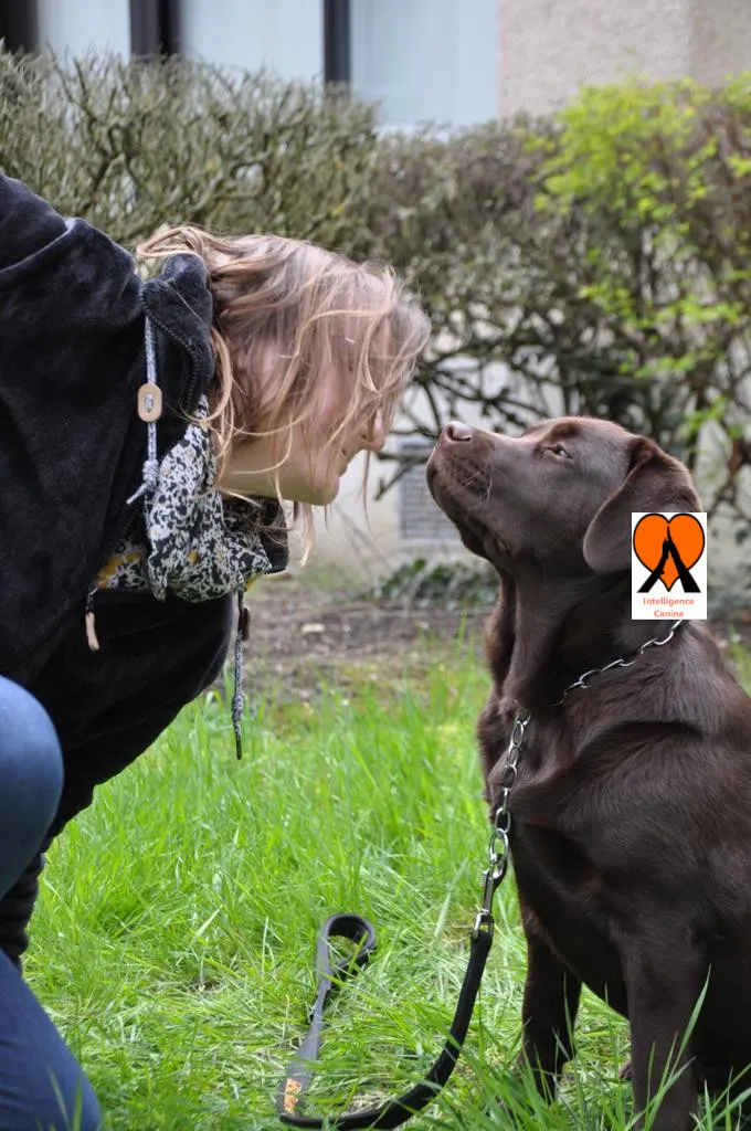 images de chiens 