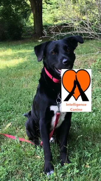 images de chiens 