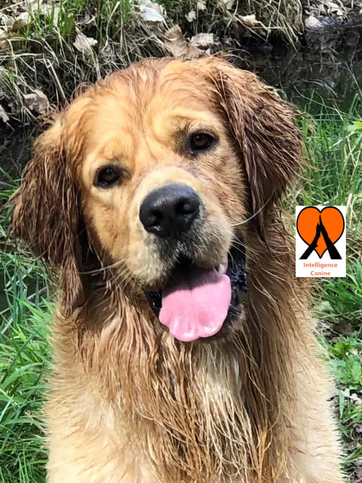 images de chiens 