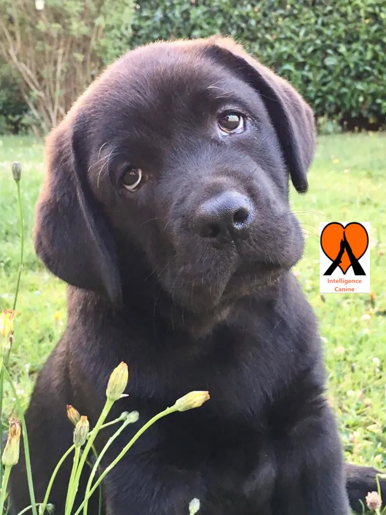 images de chiens 