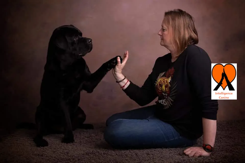images de chiens 