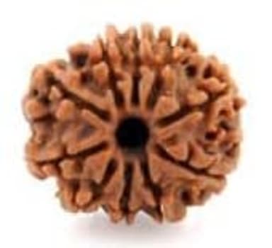 Ten Mukhi Rudraksha
