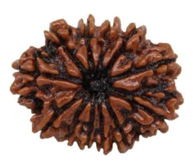 Twelve Mukhi Rudraksha