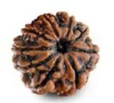 Nine Mukhi Rudraksha