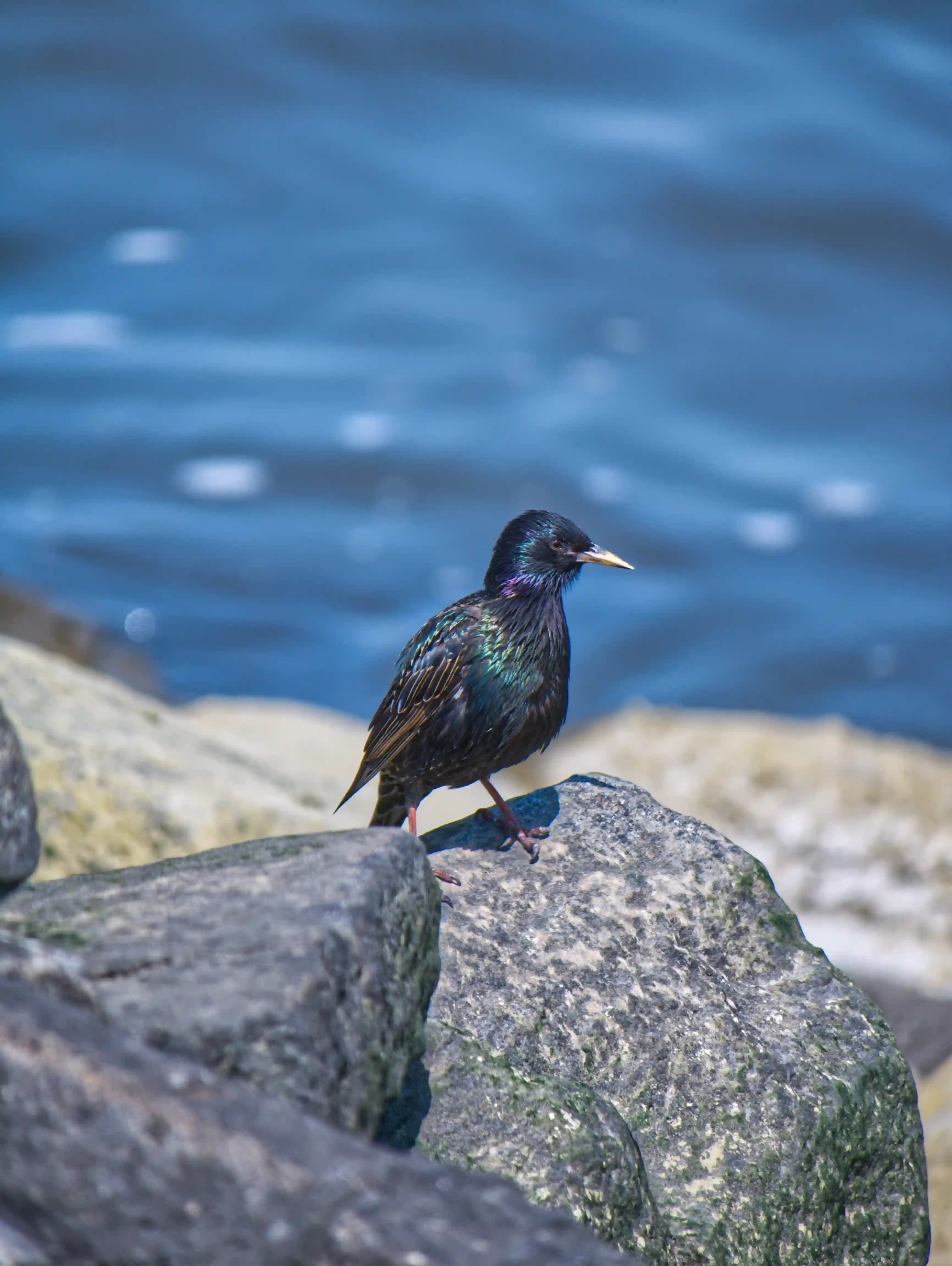  A close-up photo of a European Starling perched on a large rock. The bird is facing right, with its head slightly turned towards the viewer. It has glossy, iridescent black plumage with hints of green and purple, a long, sharp, yellowish beak, and dark brown eyes. Its legs and feet are also dark. The rock the starling stands on is part of a larger rocky shoreline, with several other rocks of varying sizes visible. In the background, there is a blurry expanse of blue water with gentle ripples and whitecaps, suggesting a large body of water like a lake or an ocean. The overall scene is bathed in bright sunlight, creating a sense of warmth and a vibrant contrast between the dark bird and the lighter surroundings