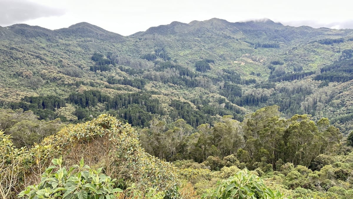 Monserrate 4