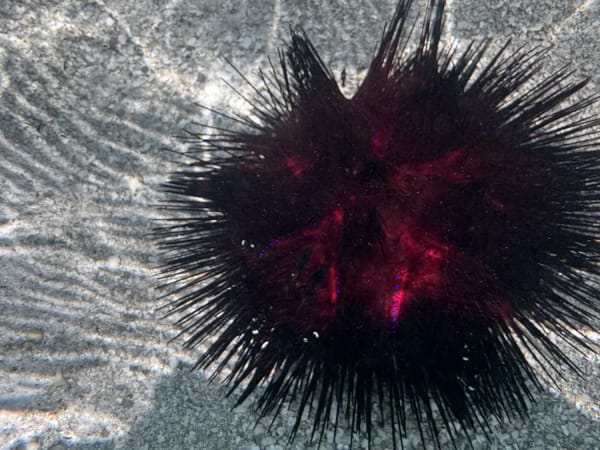 Dark red and black sea urchin with long spines on sandy seabed in Zanzibar