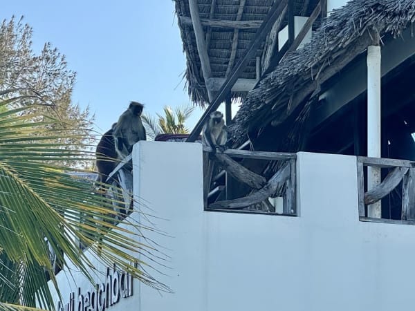 Two monkeys on a white wall beside a thatched-roof structure in Zanzibar