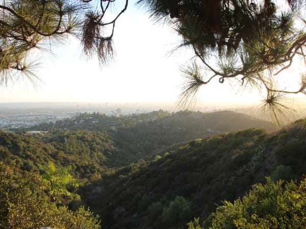 Valley and city view framed by pine tree branches at Griffith Observatory.