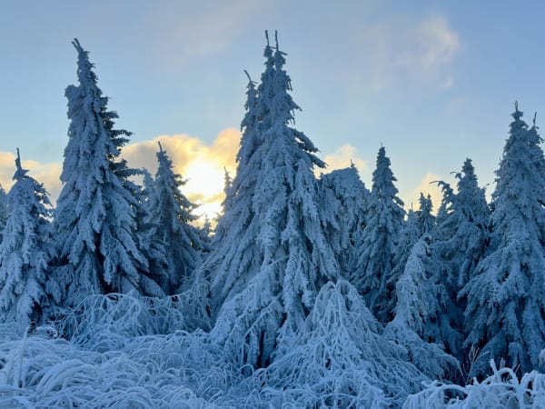 Snow-covered evergreen trees under a bright winter sky at Fichtelberg Sa.