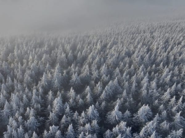 Dense forest of snow-covered evergreen trees in fog at Fichtelberg Sa.