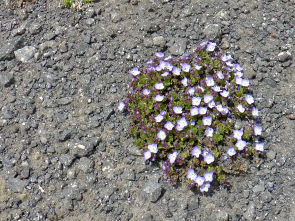 Alpine plant cluster with pale purple and white flowers on dark volcanic gravel, Mount Elbrus Expedition