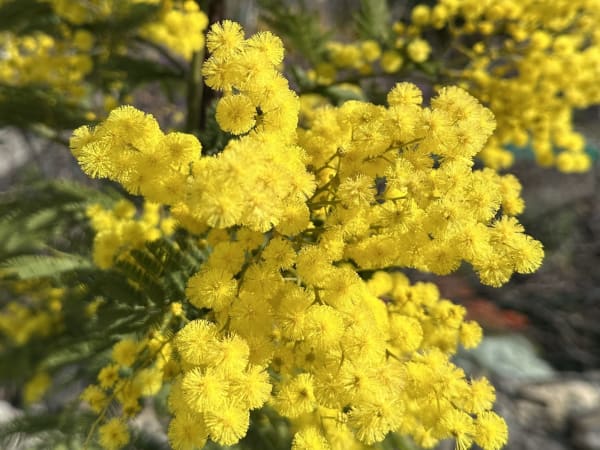 Yellow flowering branches in a garden in Imperia, Liguria