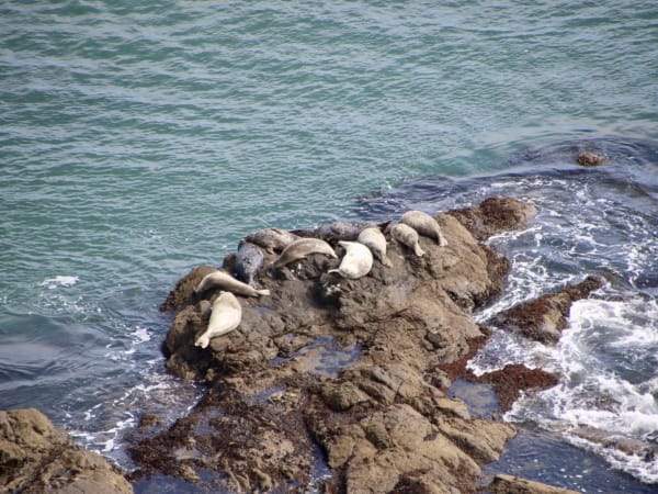 Seals resting on rocks in the coastal waters of Marin Headlands, USA