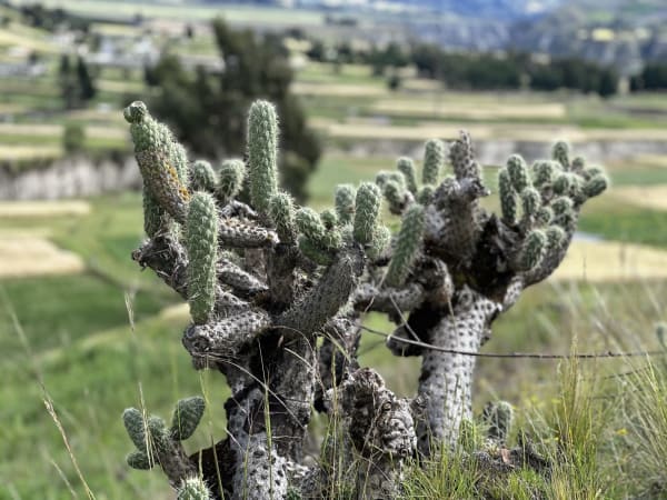 Cactus growing in the Andean highlands near Quilotoa Crater Lake in Ecuador