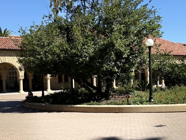 Paved courtyard with a large central tree and arched architecture of a building in the background at Stanford University, California.