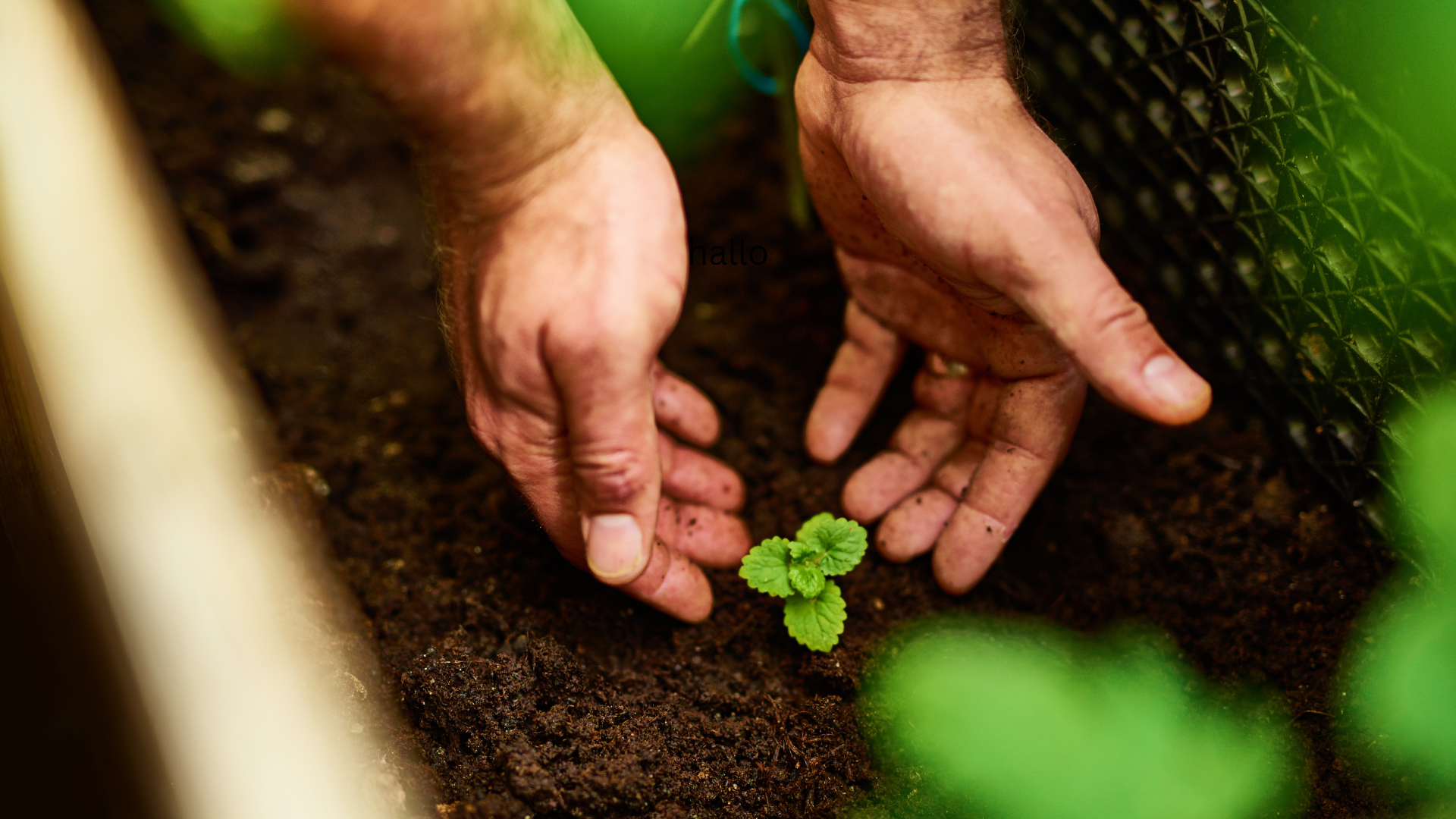 The health benefits of gardening: More than just a hobby