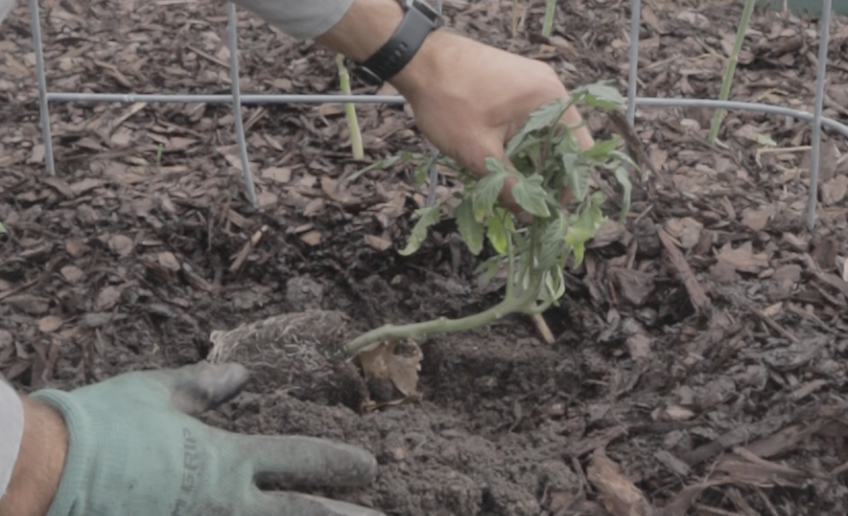 THE TRENCH METHOD: Unlocking Tomato Growing Success