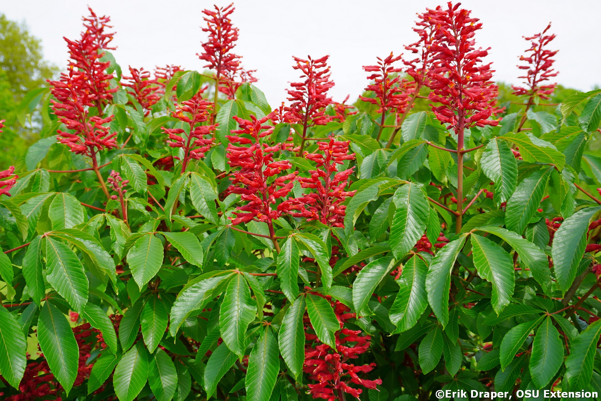 The Red Buckeye: A Native Gem Supporting Southern Wildlife