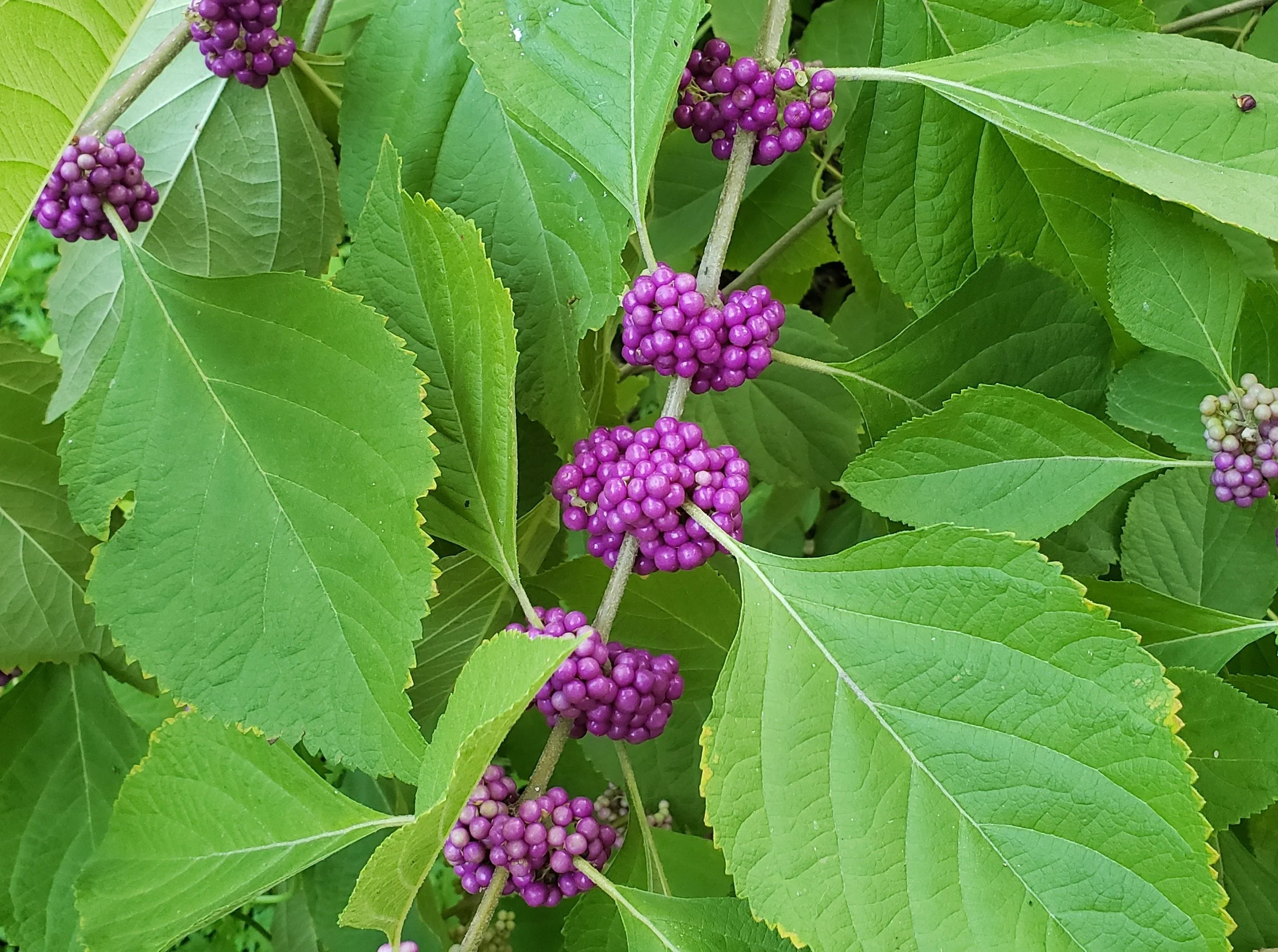 American Beautyberry: A Native Jewel with Historic Roots
