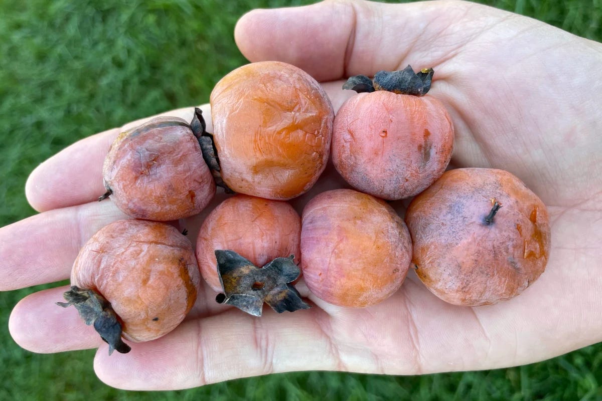 Discover the Charm of the Common Persimmon: A Native Fruit Tree with Endless Benefits