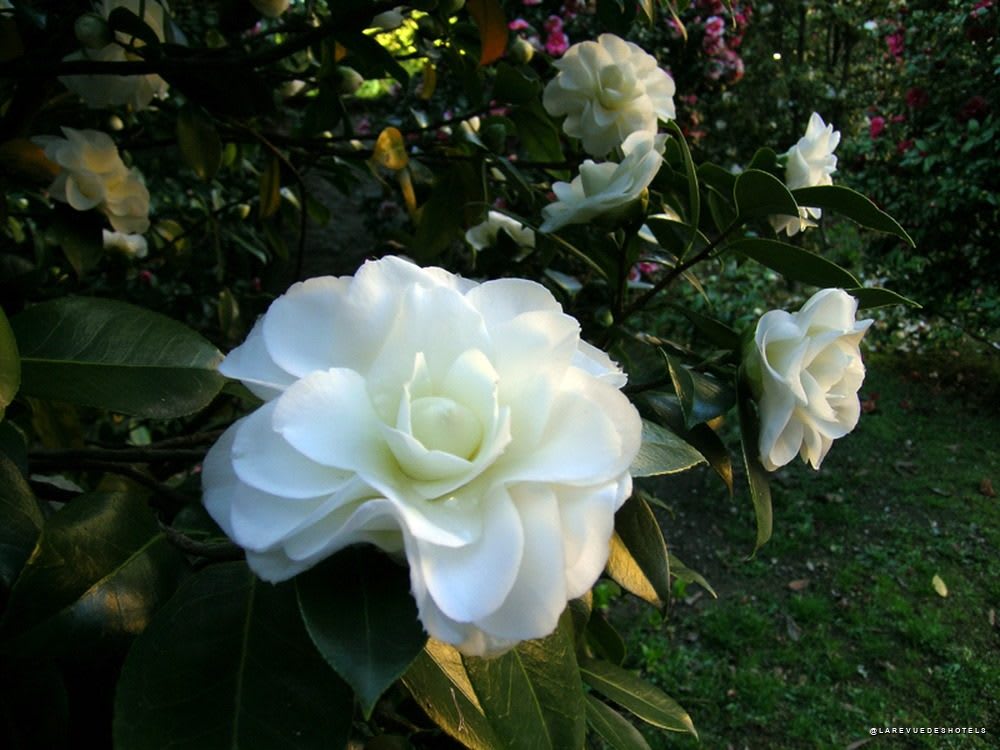 Les camélias, plantés dès le XIXe siècle