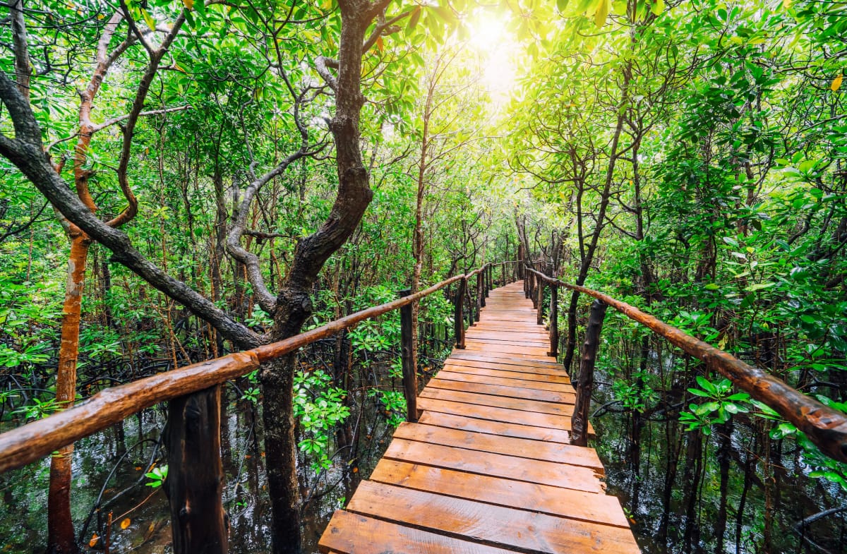 Le parc national Jozani