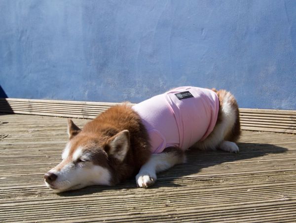 Calming coat