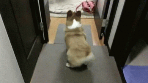 Corgi shake