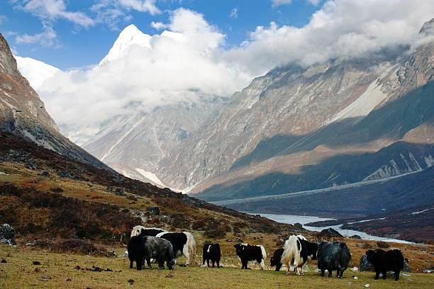 Langtang Circuit Trek