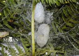 Abresham Herb ابریشم