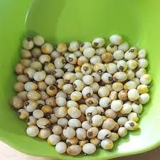 abrus precatorius white seeds rati safad