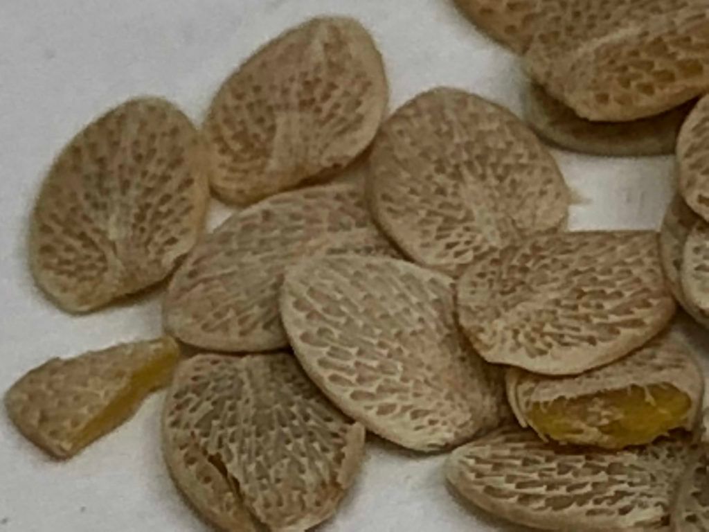 Acanthus Seeds (Tukhm-e-Utangan)