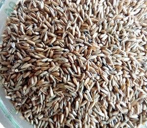Apamarga Seed Whole,Latjira Seed,Chirchita,Apamarg Seed,Achyranthes Aspera Seed