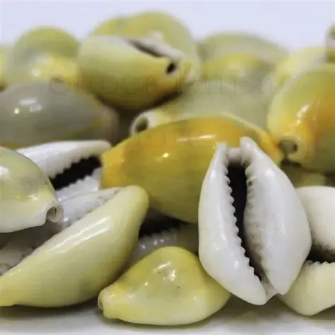 Arkam yellow KauriZard Kodi zardKaudi zerd Kauri