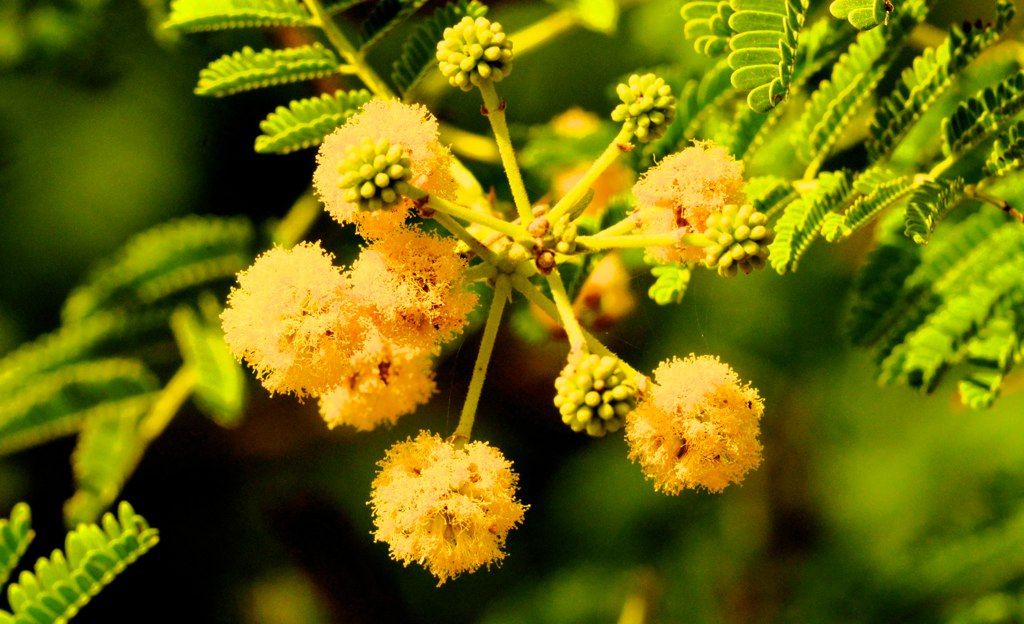 Babool Flower( Gul Babool )