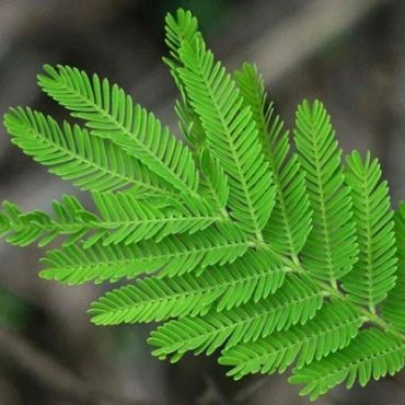 Babool Leaves (Barg-e-Babool) babul