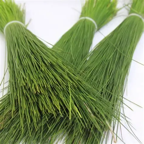 Barg e Sanober | Sanober leaves | برگ سنوبر ، صنوبر کے پتے