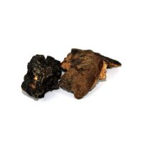 Betel Nut Flower (Gul Supari)