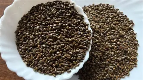 Cassia Seeds (Tukhm-e-Panwar)