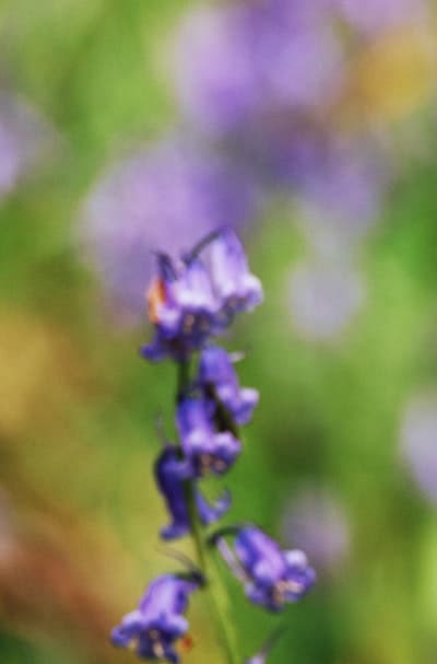 Colorful allium flowers add visual interest.